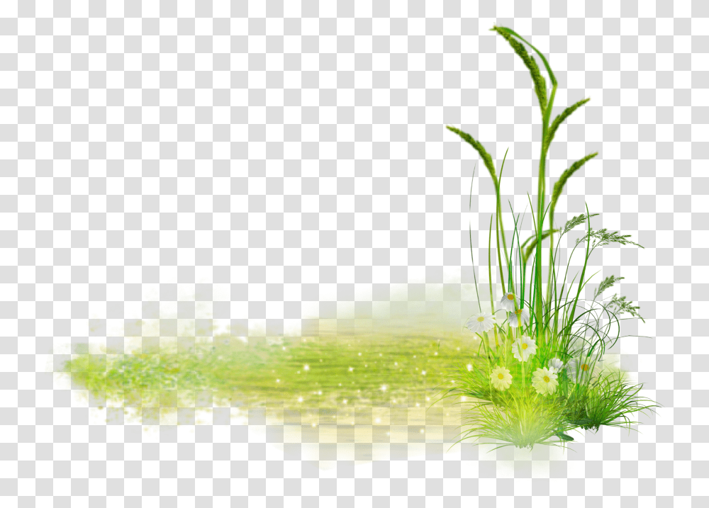 Grass Flower Green Whiteflower Sweet Grass, Water, Outdoors, Nature, Plant Transparent Png
