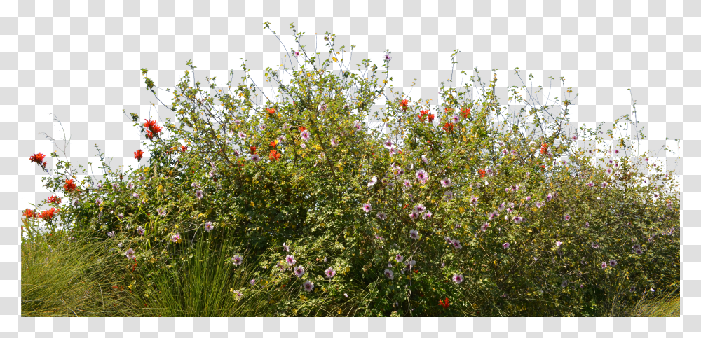 Grass Flowers Transparent Png