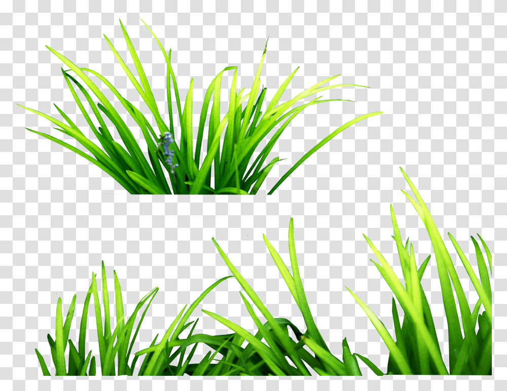 Grass For Picsart, Plant, Green, Vegetation, Leaf Transparent Png