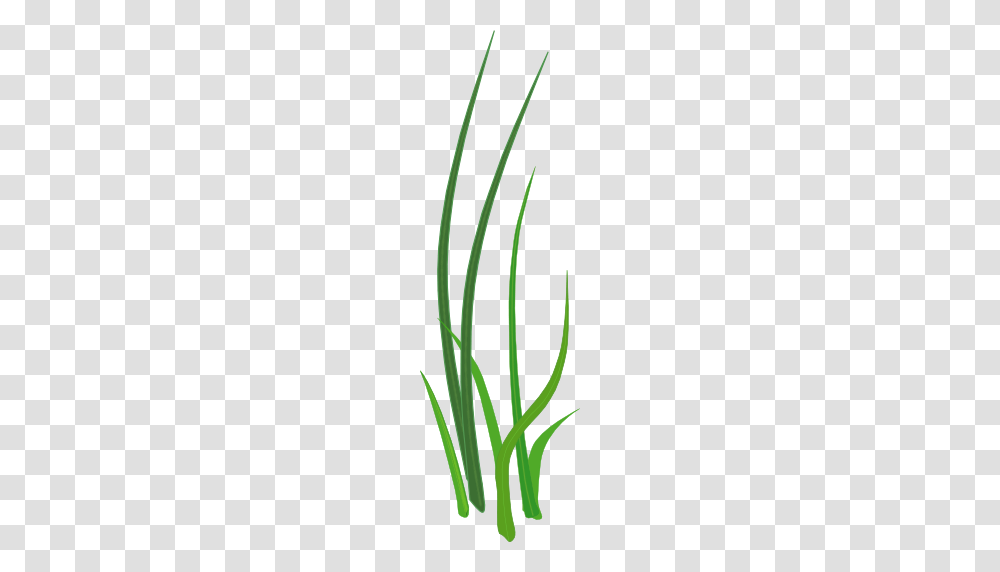 Grass For Tubes, Plant, Flower, Blossom, Daffodil Transparent Png