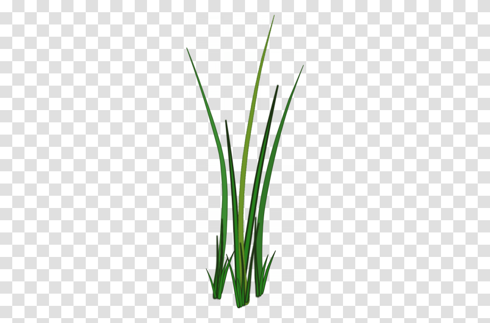 Grass For Tubes, Plant, Flower, Blossom, Daffodil Transparent Png