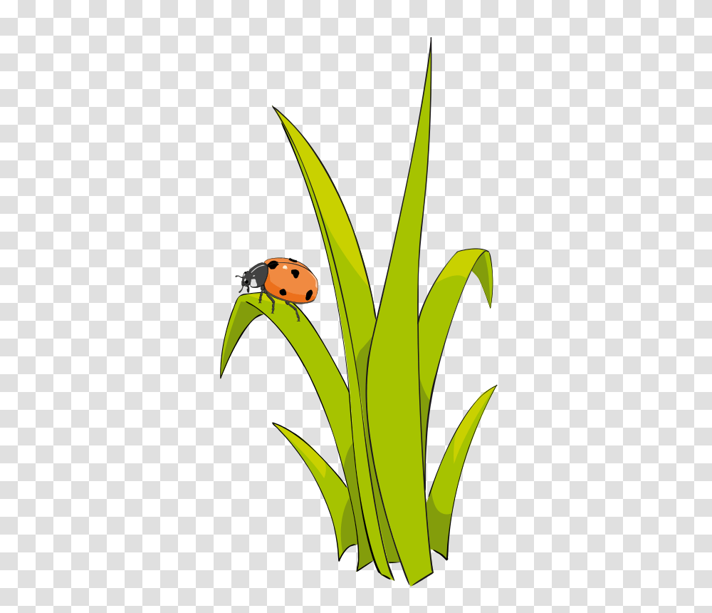 Grass Free To Use Clipart, Plant, Flower, Vegetation, Photography Transparent Png