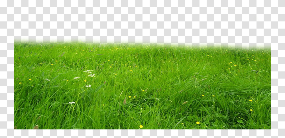 Grass Full Hd, Plant, Vegetation, Lawn, Field Transparent Png