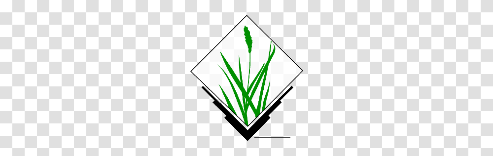 Grass Gis, Plant, Business Card, Paper Transparent Png