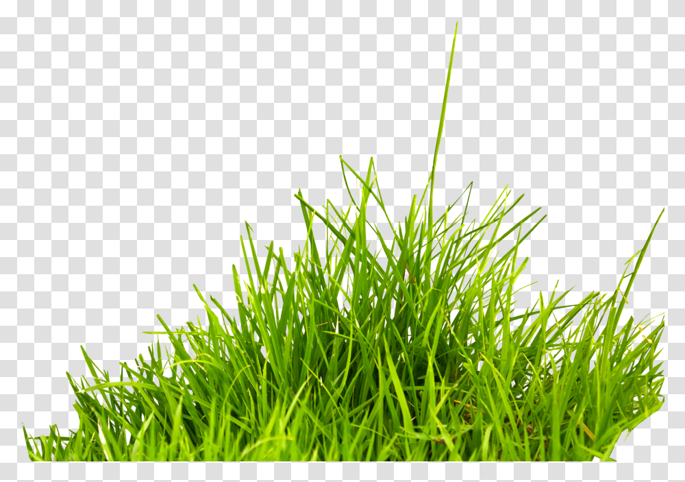 Grass Grass Background, Plant, Lawn Transparent Png