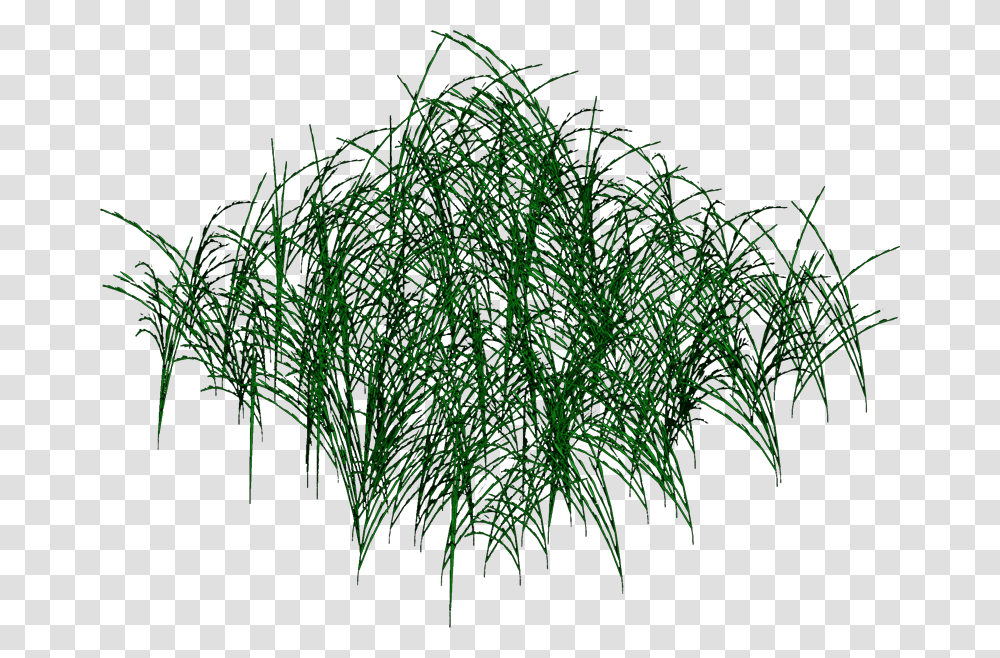 Grass Grass, Green, Plant, Outdoors, Vegetation Transparent Png