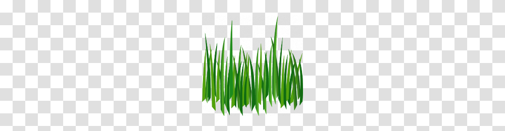 Grass Grass Images, Plant, Leaf, Soil, Sprout Transparent Png