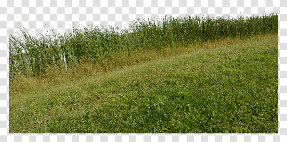 Grass Grass No Background Nature Green Plant Background Nature, Field, Grassland, Outdoors, Lawn Transparent Png