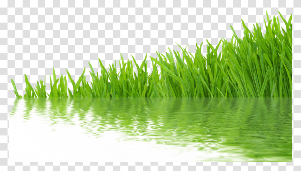 Grass Grass With Water, Plant, Lawn, Vegetation, Green Transparent Png