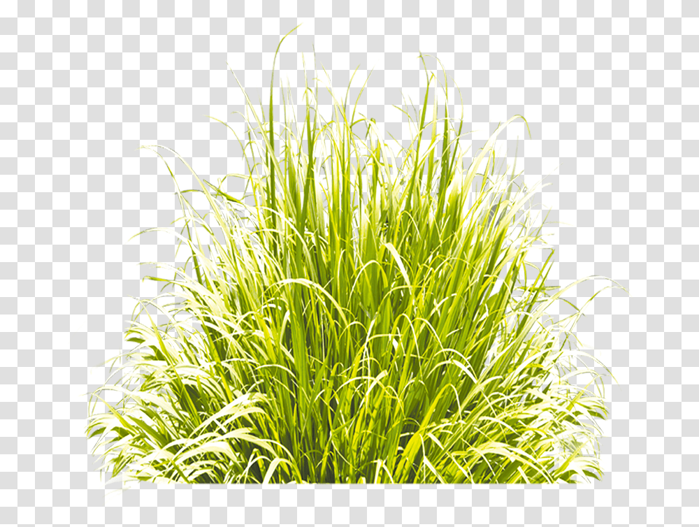 Grass Green Icon Free Image Clipart Grass 3d Icon, Plant, Lawn, Bush, Vegetation Transparent Png