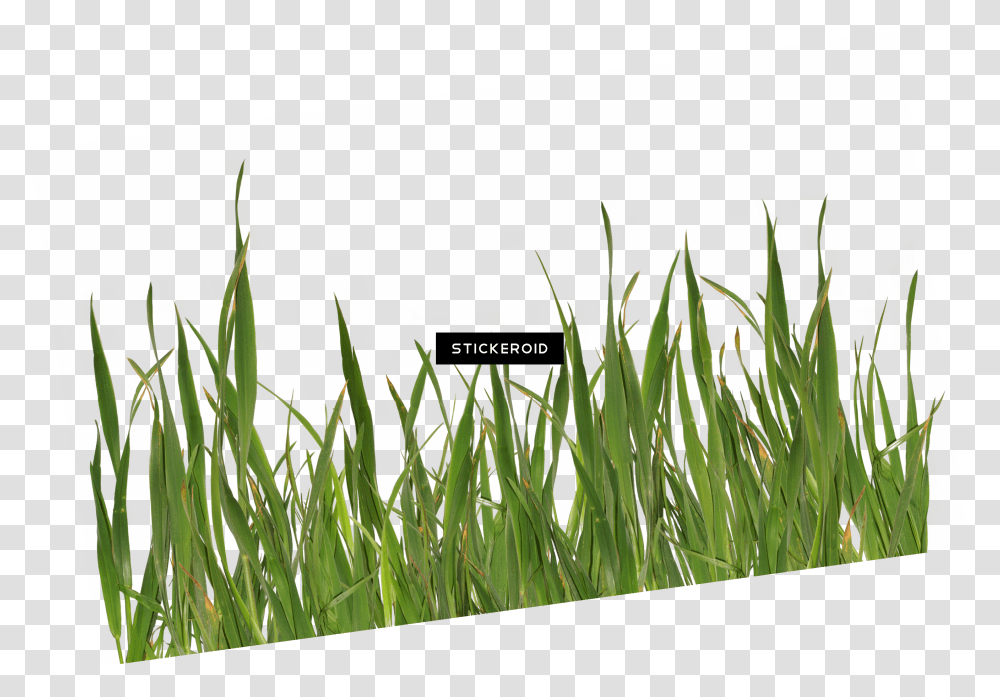Grass Green, Plant, Lawn, Reed, Vegetation Transparent Png