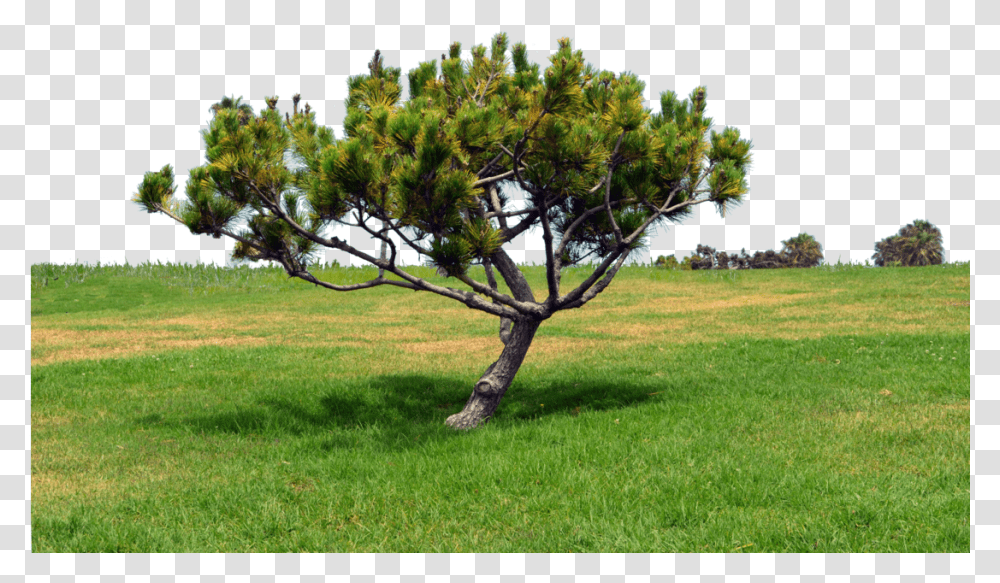 Grass Hill Portable Network Graphics, Tree, Plant, Vegetation, Bush Transparent Png