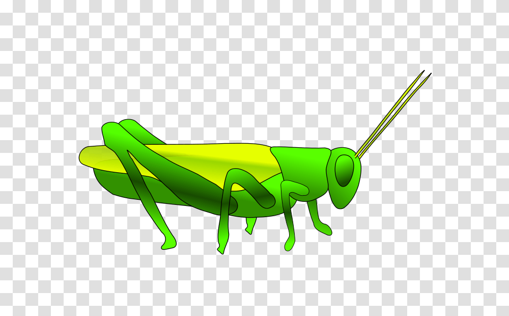 Grass Hopper, Animals, Grasshopper, Insect, Invertebrate Transparent Png