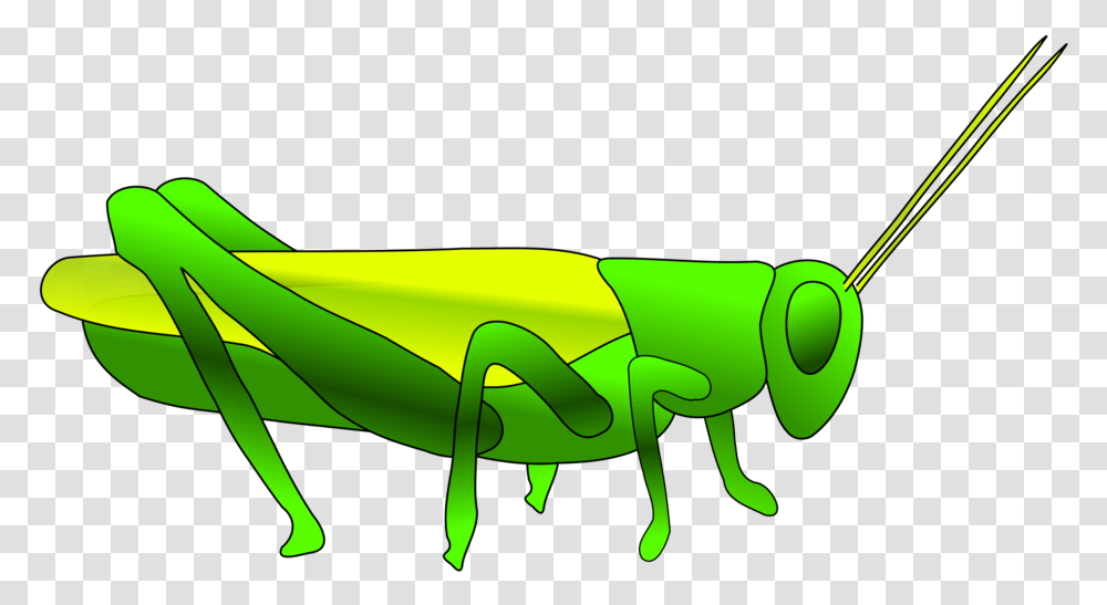 Grass Hopper Green Insect Grasshopper Jump Grasshopper Clip Art, Invertebrate, Animal, Grasshoper, Banana Transparent Png