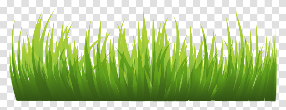 Grass Image Green Grass Picture Grass Background, Plant, Lawn Transparent Png