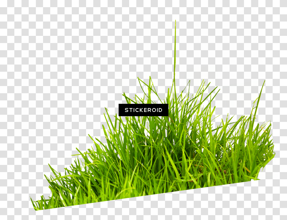 Grass Image Green Grass Picture, Plant, Lawn, Vegetation, Leaf Transparent Png