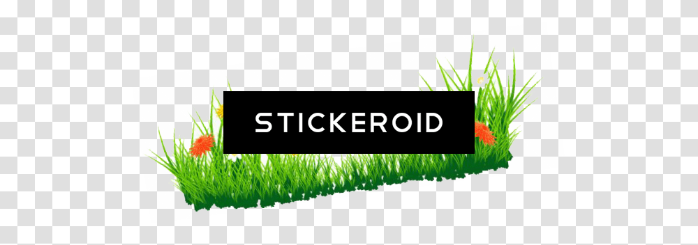 Grass Image Green Grass Picture, Plant, Sport, Business Card Transparent Png