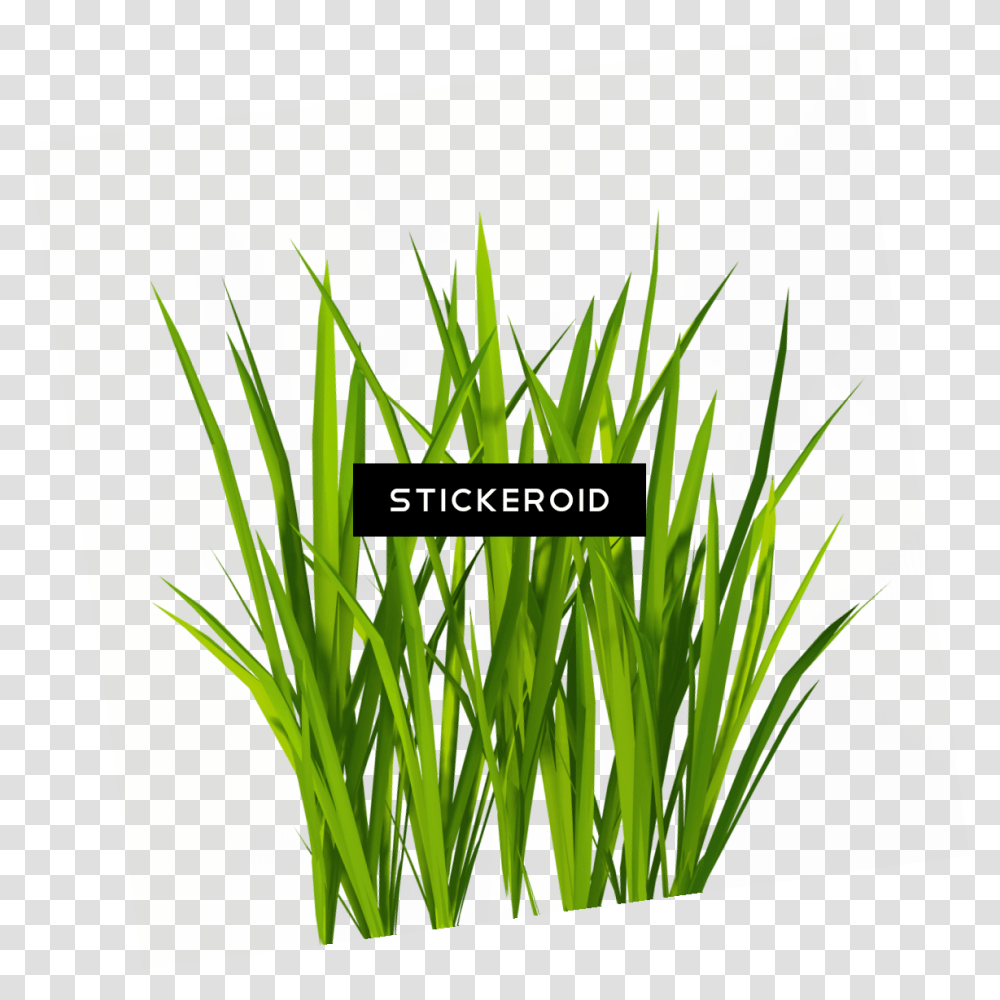 Grass Image Green Grass Picture, Plant, Vegetable, Food, Produce Transparent Png