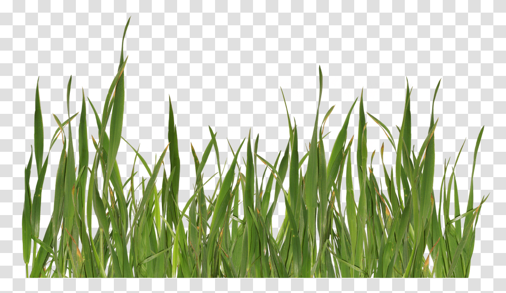Grass Image Green Picture Grass, Collage, Poster, Advertisement, Plant Transparent Png