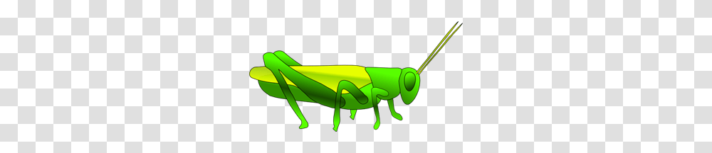 Grass Images Icon Cliparts, Grasshopper, Insect, Invertebrate, Animal Transparent Png