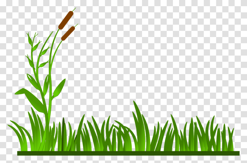 Grass Lawn Green Cat O Clipart Grass Border, Plant, Leaf, Vegetation, Flower Transparent Png
