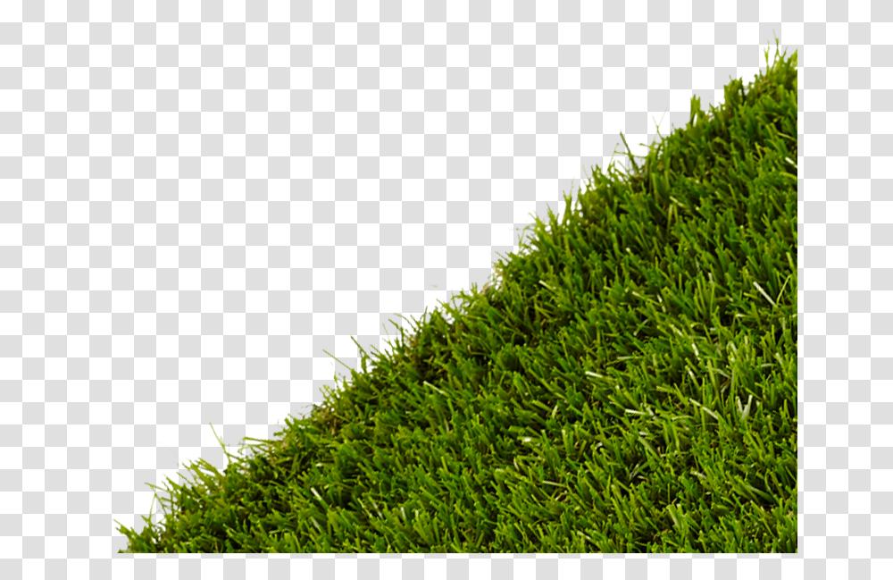 Grass Lawn, Moss, Plant, Hedge, Fence Transparent Png