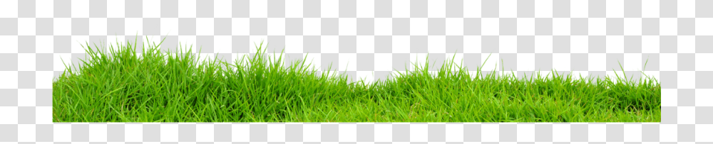 Grass Lawn, Plant, Sport, Ball, Team Sport Transparent Png