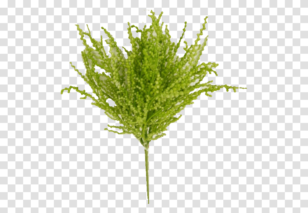 Grass, Leaf, Plant, Aloe, Tree Transparent Png