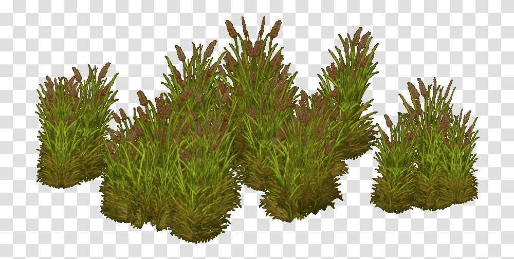 Grass, Moss, Plant, Bush, Vegetation Transparent Png