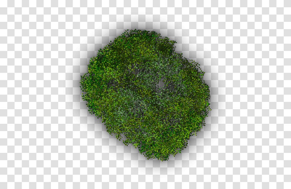 Grass, Moss, Plant, Bush, Vegetation Transparent Png