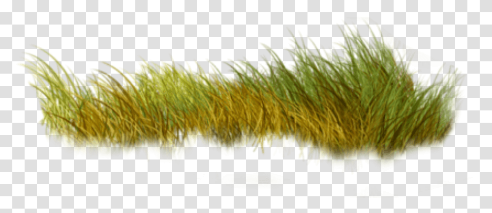 Grass Nature Green Sweet Grass, Plant, Sea Anemone, Invertebrate, Sea Life Transparent Png