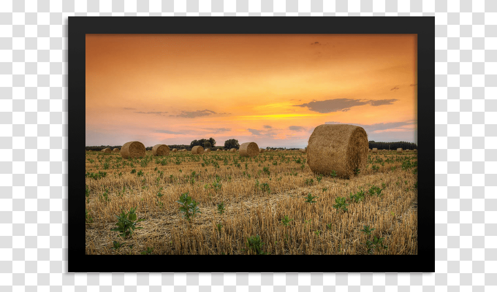 Grass, Nature, Outdoors, Countryside, Straw Transparent Png