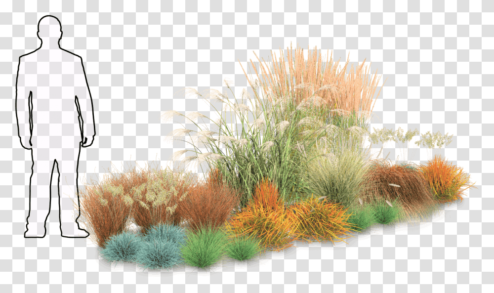 Grass, Nature, Outdoors, Sea, Water Transparent Png