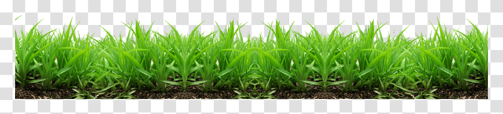Grass, Nature, Plant, Agavaceae, Soil Transparent Png