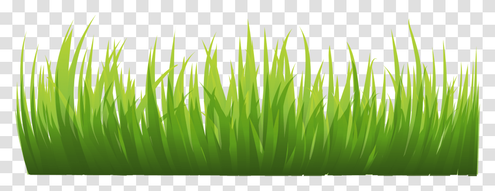 Grass, Nature, Plant, Green, Lawn Transparent Png