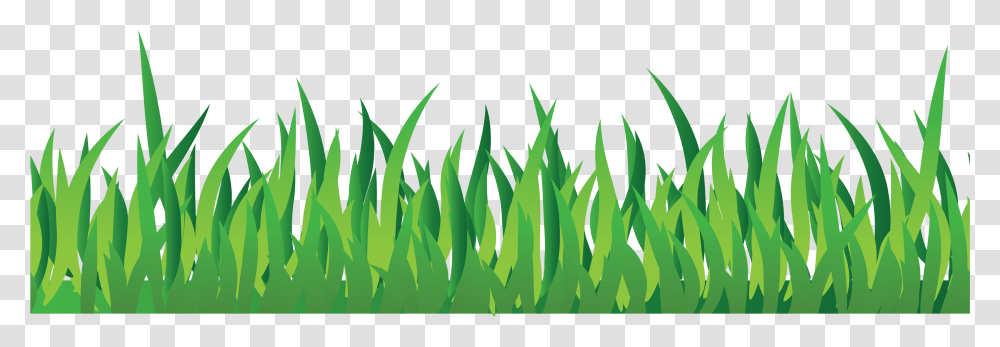 Grass, Nature, Plant, Green, Leaf Transparent Png