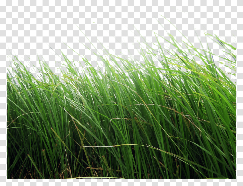 Grass, Nature, Plant, Lawn, Agropyron Transparent Png