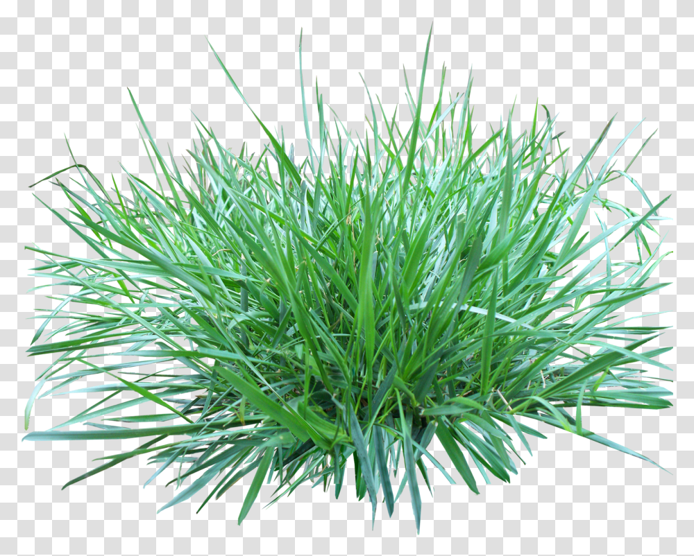 Grass, Nature, Plant, Lawn, Agropyron Transparent Png