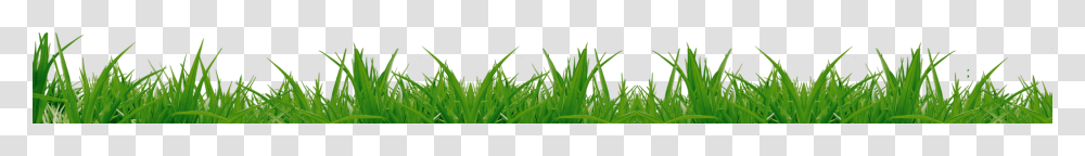 Grass, Nature, Plant, Lawn, Field Transparent Png