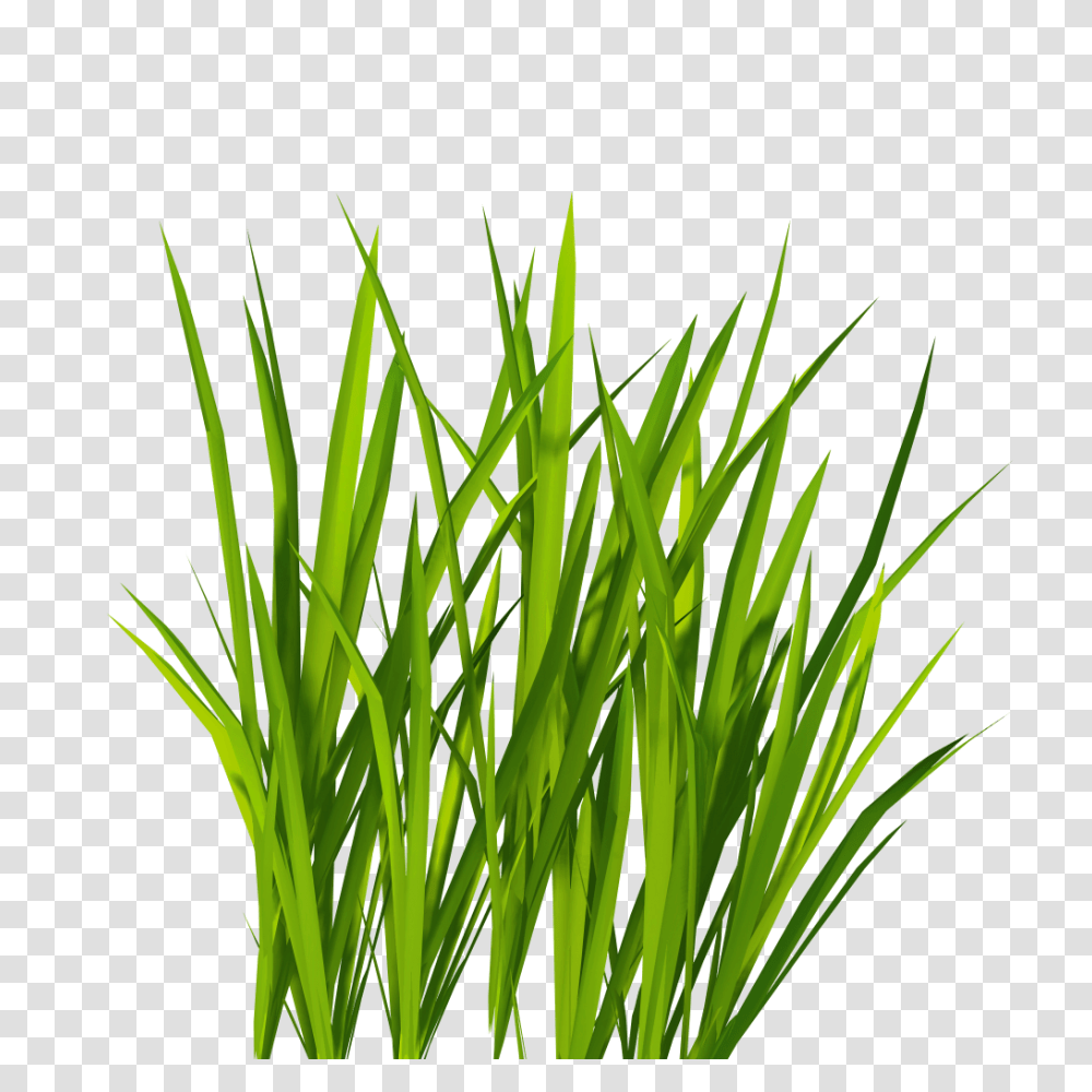 Grass, Nature, Plant, Lawn, Reed Transparent Png