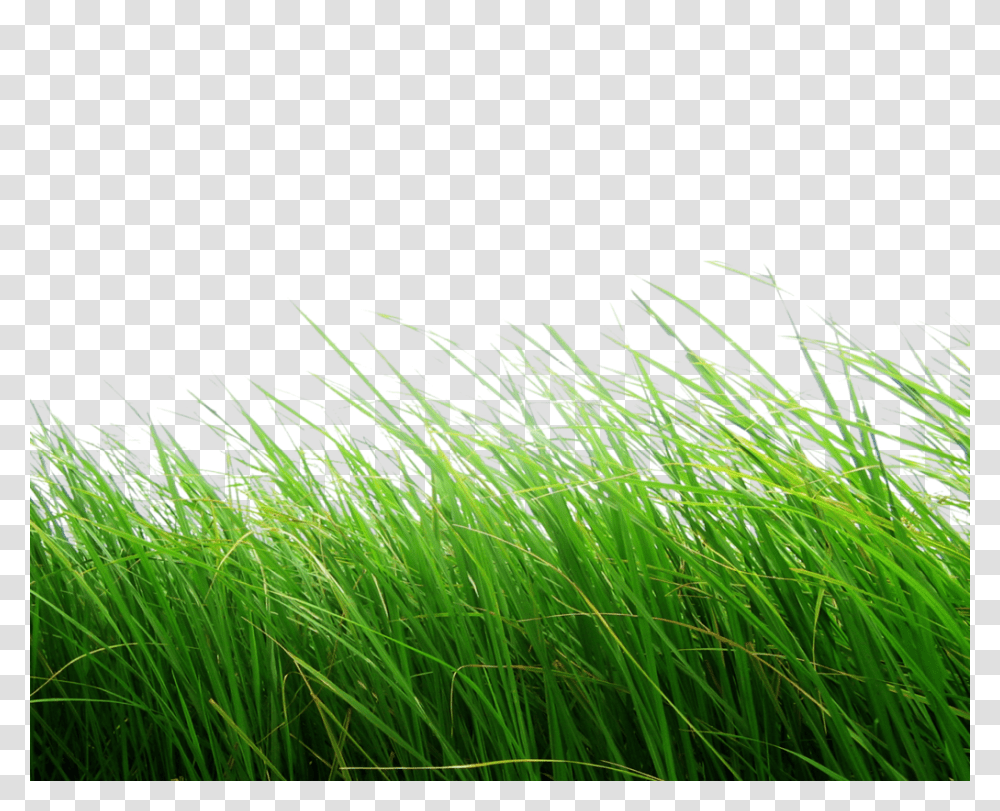 Grass, Nature, Plant, Lawn, Reed Transparent Png