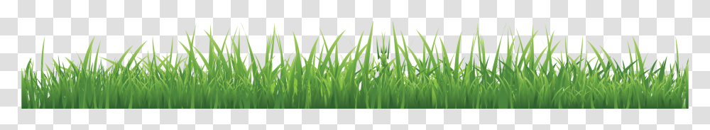 Grass, Nature, Plant, Lawn Transparent Png