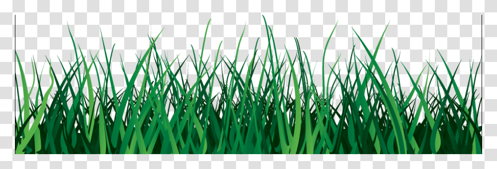 Grass, Nature, Plant, Lawn Transparent Png