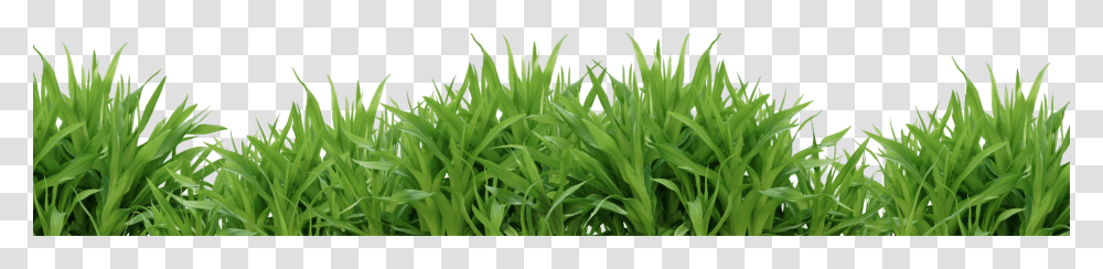 Grass, Nature, Plant, Lawn, Vegetation Transparent Png