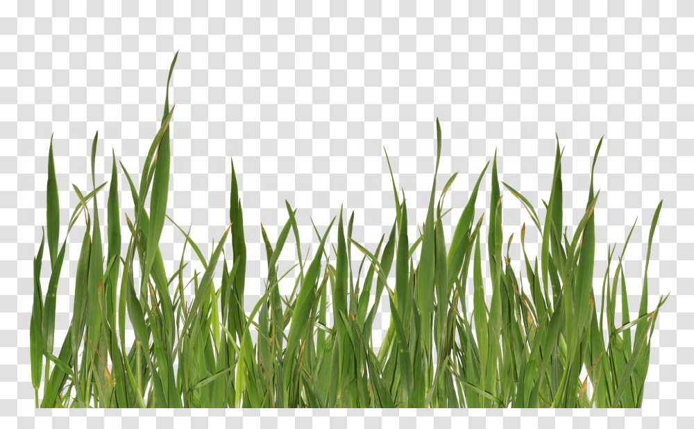 Grass, Nature, Plant, Lawn, Vegetation Transparent Png