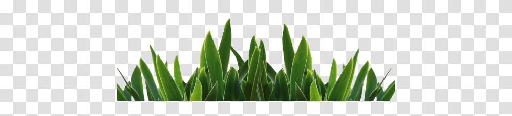 Grass, Nature, Plant, Leaf, Green Transparent Png