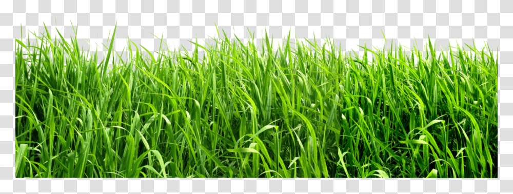 Grass, Nature, Plant, Vegetation, Lawn Transparent Png