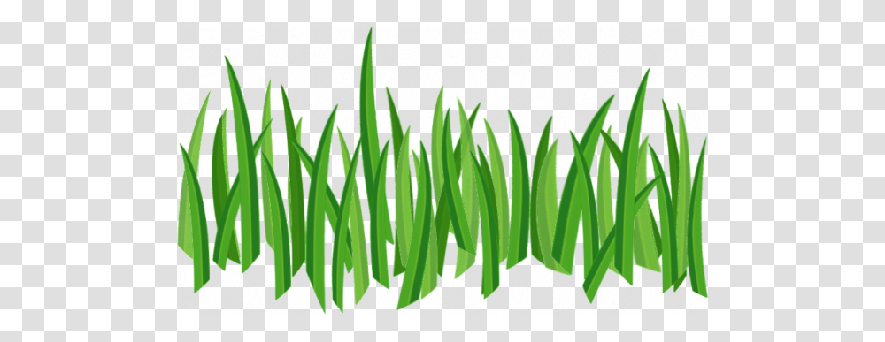 Grass, Nature, Plant, Vegetation, Lawn Transparent Png