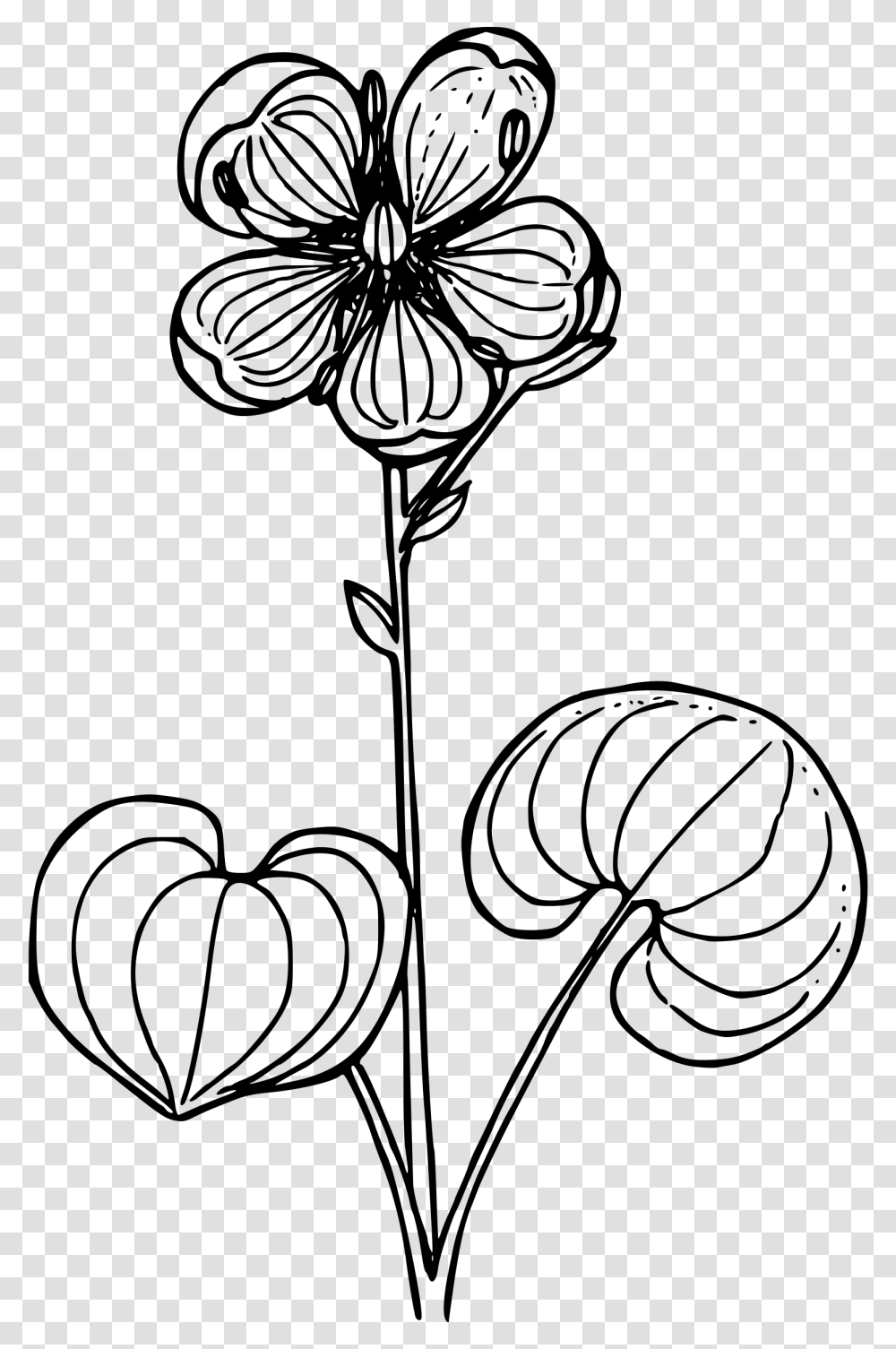 Grass Of Parnassus Clip Arts Line Art, Gray, World Of Warcraft Transparent Png