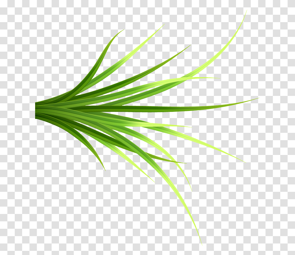 Grass Patch 14 Copy Grass, Plant, Tree, Conifer, Palm Tree Transparent Png
